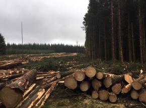 Commercial forestry harvesting.