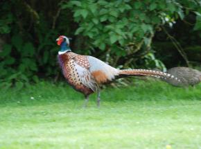 A colourful cock pheasant on the Estate