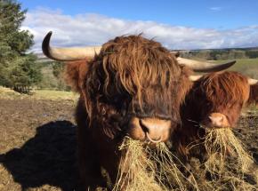 Meet some Highland cattle