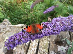 Local residents - we have an abundance of butterflies around the Estate thanks to the various habitats