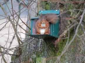 Red Squirrels thrive at Kippendavie & Caulhame EstatesRed Squirrels (© Drew Wilson, 2018)
